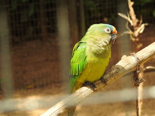 Parque das Aves, Foz do Iguaçu