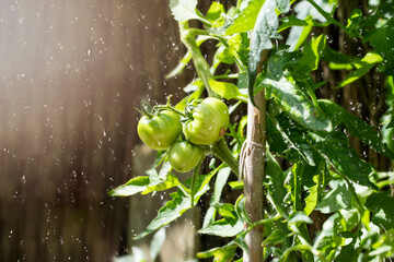 Green tomatoes on the branch in sunlight during watering