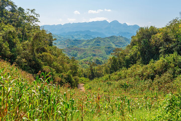 Corn field in the Guatemalan highlands in the region of Lanquin, Semuc Champey and Coban, Alta...