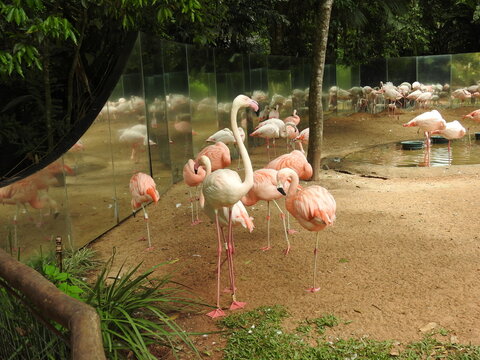 Flamingos, Parque das Aves, Foz do Igua&ccedil;u