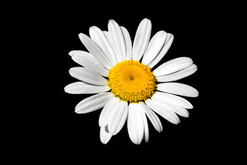 White camomile on black background
