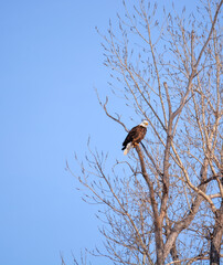 eagle perched on a tree