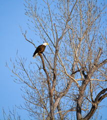 eagle perched on a tree