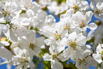 Close-up of flowers on a blooming apple tree.