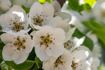 Close-up of flowers on a blooming apple tree.