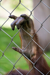 close up of a squirrel