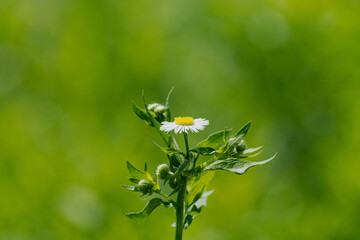 single wild daisy flower with green foliage and background