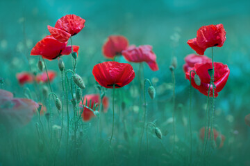 Poppy flowers. Spring-summer banner with poppies Soft focus image of wild meadow poppies against emerald-green grass. Cool banner for remembrance sunday.