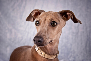 Italian greyhound, looking closely, head, close-up, on a light gray background