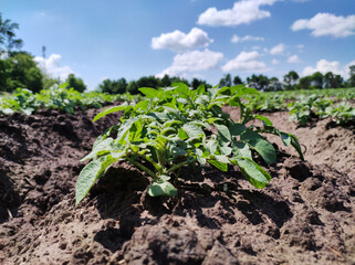 Green potato field, summer agricultural landscape. Young potato plant. Selective focus.