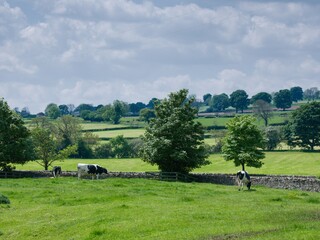 Holstein Friesian cows grazing in a field in Wensleydale, North Yorkshire during sunny summer weather.