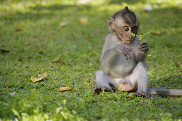 Monkeys at the Monkey Tempel in Ubud, Bali, Indonesia