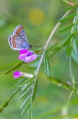 Brown Argus Butterfly on a small wild meadow flower. Selective focus with blurred green background. Beautiful summer meadow, inspiration nature.