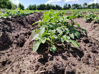 Green potato field, summer agricultural landscape. Young potato plant. Selective focus.