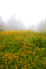 Misty forest with yellow wild flowers in Virginia on Whitetop Mountain.