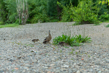 family of little ducks with their mother walking on the river bank in springtime