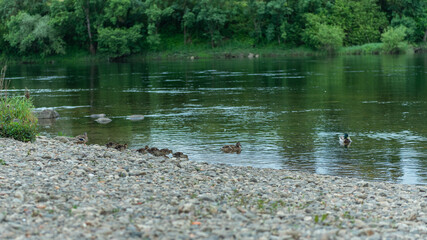 Obraz na płótnie Canvas family of small ducks with their mother walk to the river water
