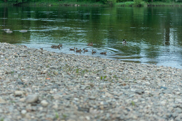 family baby duck with their mother swim in river