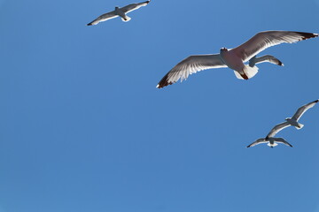 Seagulls in flight. Seagull birds fly against a bright blue sky on a sunny summer day