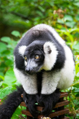 A Black-and-White Ruffed Lemur sits on a post at the Apenheul in Apeldoorn in the Netherlands.