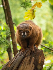 Close up of a Red-bellied lemur sat on a branch at the Apenheul in Apeldoorn in The Netherlands.