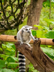 A Ring Tailed Lemur sitting on a tree stump at the Apenheul in The Netherlands.