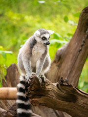 A Ring Tailed Lemur sitting on a tree stump at the Apenheul in The Netherlands.