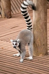 A male Ring Tailed Lemur scent marking a pole at the Apenheul in The Netherlands.