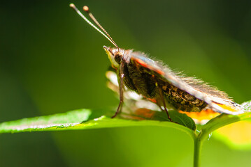 Close-up beautiful butterfly on a green leaf in forest in summer in Alps