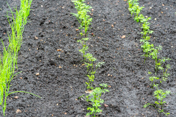 Growing microgreens for proper nutrition.
