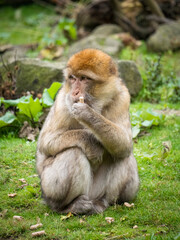 A Barbary Macaque eating some food  at the Apenheul in The Netherlands.
