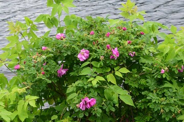 Clearwater lake in southern Quebec 
