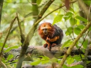 Fototapeta premium A Golden-headed lion tamarin eating food in the trees at the Apenheul in The Netherlands.
