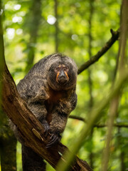 A female White-faced Saki sat in a tree in the Apenheul in The Netherlands.