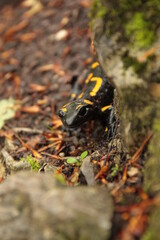 Salamandra plamista, Salamandra salamandra, Fire salamander
