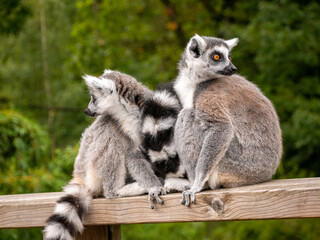 Ring tailed lemurs sat on a fence at the Apenheul in The Netherlands.