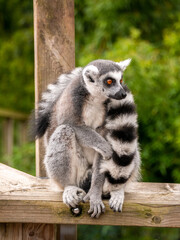 Fototapeta premium Ring tailed lemurs sat on a fence at the Apenheul in The Netherlands.