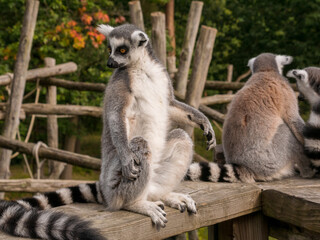 Ring tailed lemurs sat on a fence at the Apenheul in The Netherlands.