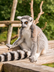 Close up of a Ring Tailed lemur sat on a fence at the Apenheul in The Netherlands.