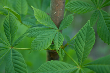 Młode liście kasztanowca. Kasztanowiec - obrazy, fototapety, plakaty