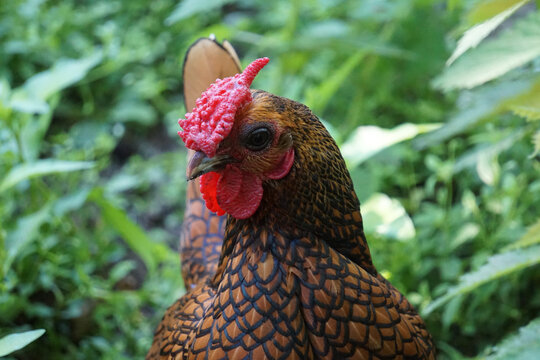 Portrait of a Sebright chicken in the green garden - breeding