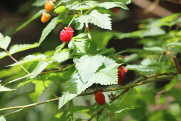 Obraz premium Strawberry bush