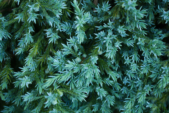 Zielone młode igły jałowca z owocami.