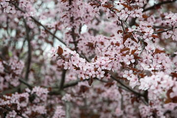 pink cherry blossoms