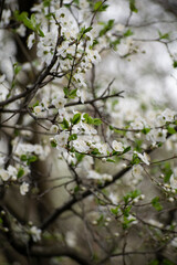 blooming tree