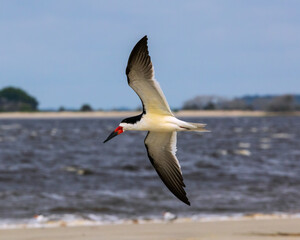 Fototapeta na wymiar This Black Skimmer is caught against the backdrop of a distant shoreline on Jekyll Island.