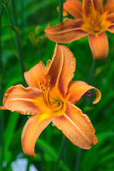 Flower and pistil of Hemerocalle orange on a green background; Hemerocallis