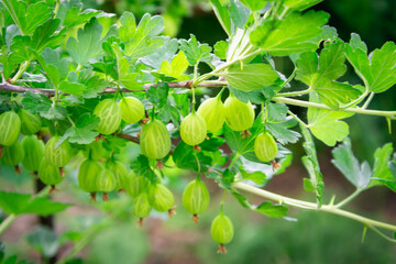 Fototapeta premium Spicy green gooseberry berry on a branch.