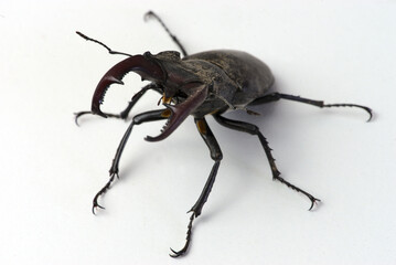 Stag beetle, male Lucanus cervus with jaws, mandible beetle