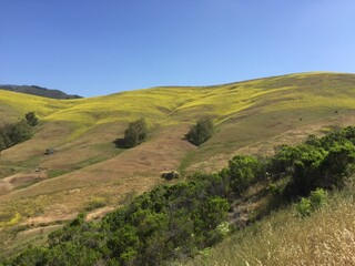 Obraz premium soft rolling hills with meadows of yellow mustard
